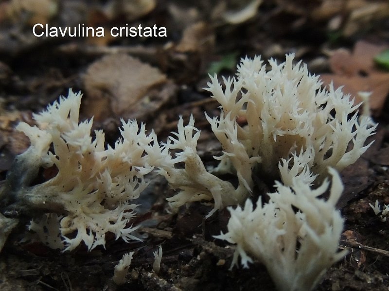 Clavulina cristata-amf394.jpg - Clavulina cristata ; Syn1: Clavulina coralloides ; Syn2: Clavaria alba ; Nom français: Clavaire à crêtes